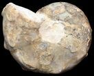 Mammites Ammonite - Goulmima, Morocco #44652-1